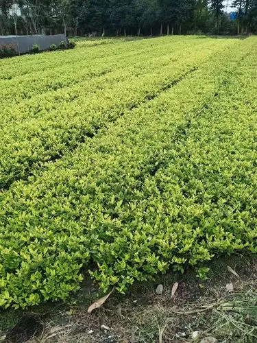 网球拍消震器安装方法图解